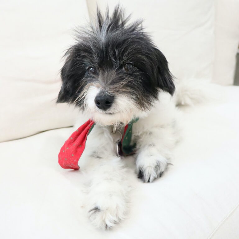 Stella_doggy Stella_doggy